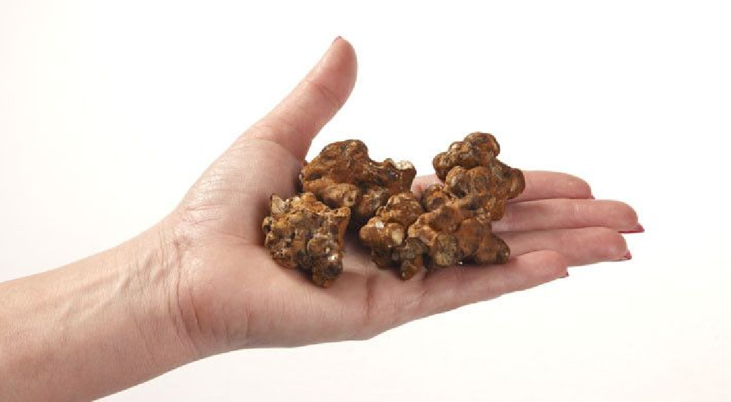 Magic Truffles - Psilocybe MEXICANA - Mycotek Mycotek - 3 Magic Truffles - Psilocybe MEXICANA - Mycotek Mycotek - 3