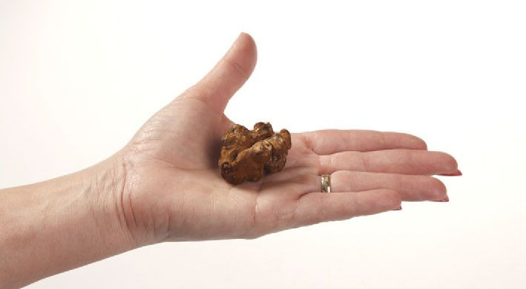 Trufas Mágicas - Psilocybe MEXICANA - Mycotek Mycotek - 4 Trufas Mágicas - Psilocybe MEXICANA - Mycotek Mycotek - 4