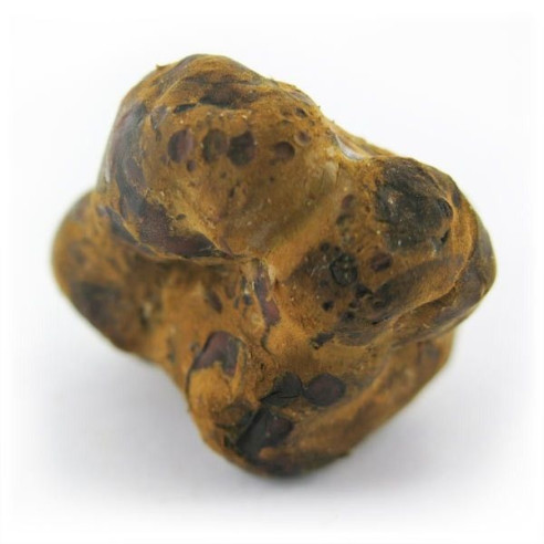 Magic Truffles - Psilocybe MEXICANA - Mycotek Mycotek - 5
