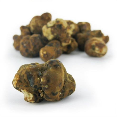 Magic Truffles - Psilocybe MEXICANA - Mycotek Mycotek - 6