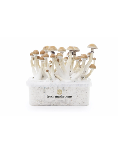 Fresh Mushrooms Growkit - THAI
