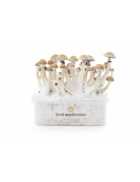 Fresh Mushrooms Growkit - THAI