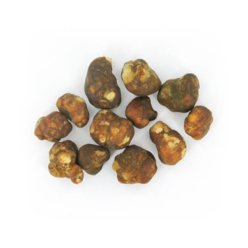Magic Truffles - Psilocybe MEXICANA - Mycotek Mycotek - 8
