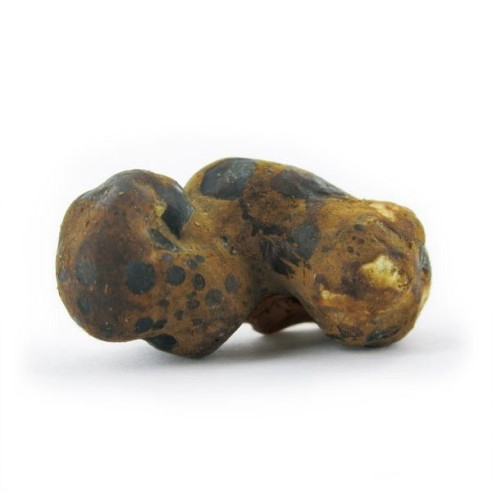 Champignon Magique - Psilocybe FANTASIA - Mycotek Mycotek - 5