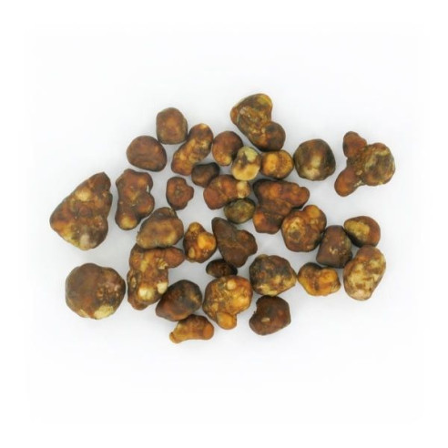 Champignon Magique - Psilocybe FANTASIA - Mycotek Mycotek - 4