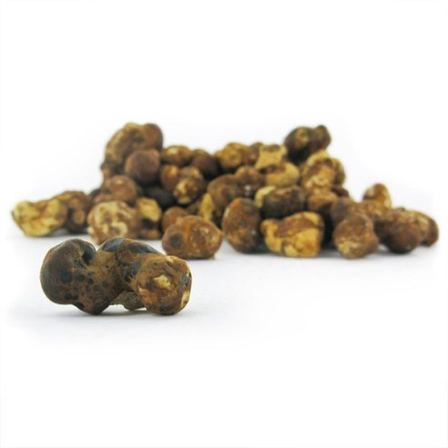 Trufas Mágicas - Psilocybe FANTASIA - Mycotek Mycotek - 7