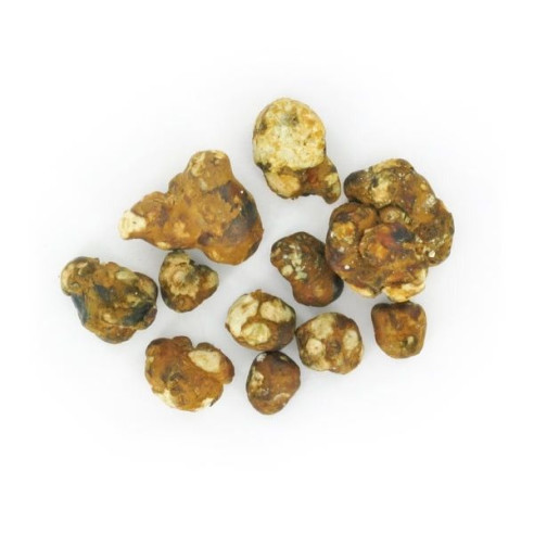 Champignon Magique - Psilocybe MOKUM - Mycotek Mycotek - 5