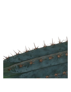 Cactus 2