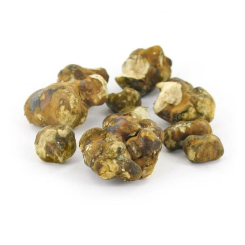 Champignon Magique - Psilocybe MOKUM - Mycotek Mycotek - 6