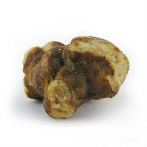 Champignon Magique - Psilocybe MOKUM - Mycotek Mycotek - 7