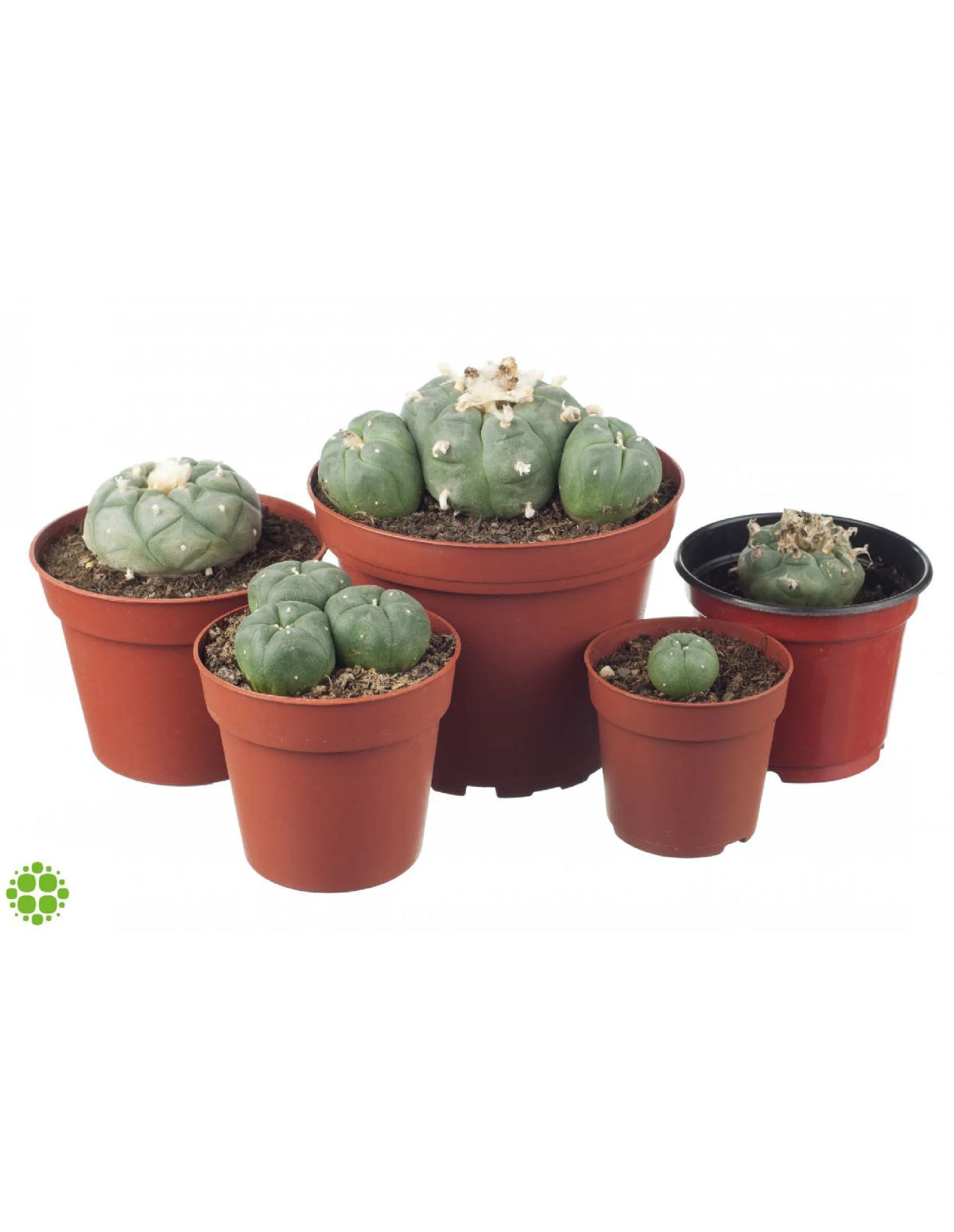 Peyote Lophophora williamsii 7-10 cm