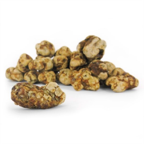 Funghi Allucinogeni - Psilocybe MOKUM - Mycotek Mycotek - 10