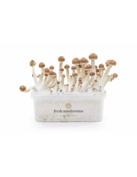 Fresh Mushrooms Growkit - MAZATAPEC