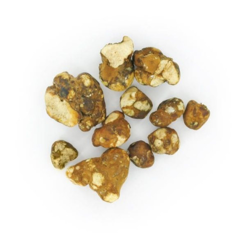 Trufas Mágicas - Psilocybe TAMPANENSIS - Mycotek Mycotek - 4