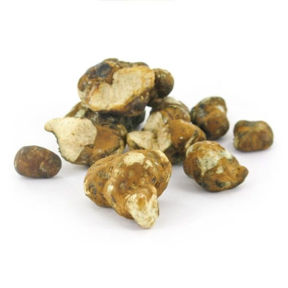 Magic Truffels - Psilocybe TAMPANENSIS - Mycotek Mycotek - 5