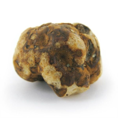 Trufas Mágicas - Psilocybe TAMPANENSIS - Mycotek Mycotek - 6