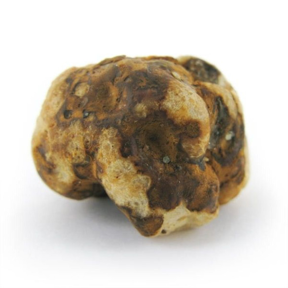 Trufas Mágicas - Psilocybe TAMPANENSIS - Mycotek Mycotek - 7