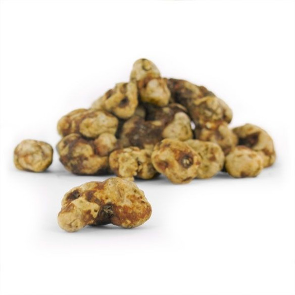 Funghi Allucinogeni - Psilocybe TAMPANENSIS - Mycotek Mycotek - 8