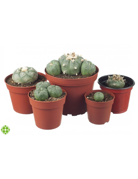 Peyote Lophophora williamsii 2-3 cm