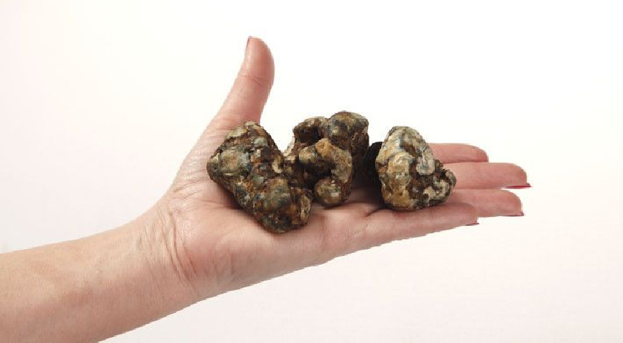 Magic Truffles - Psilocybe ATLANTIS - Mycotek Mycotek - 3