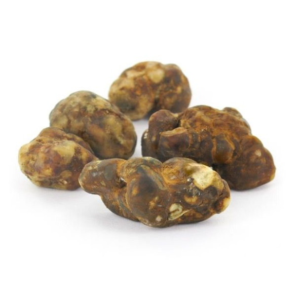 Champignon Magique - Psilocybe ATLANTIS - Mycotek Mycotek - 6