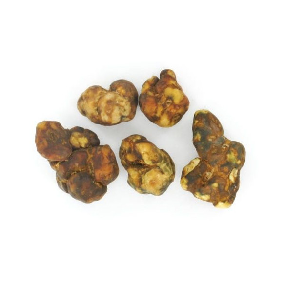 Trufas Mágicas - Psilocybe ATLANTIS - Mycotek Mycotek - 4 Trufas Mágicas - Psilocybe ATLANTIS - Mycotek Mycotek - 4