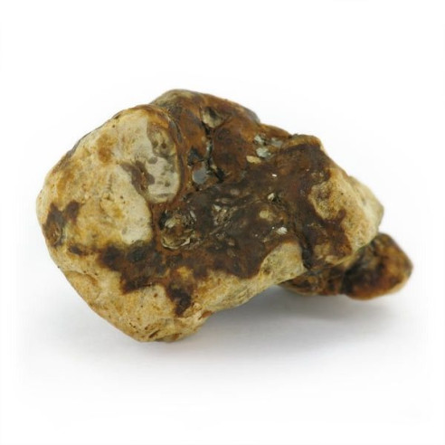 Magic Truffles - Psilocybe ATLANTIS - Mycotek Mycotek - 6