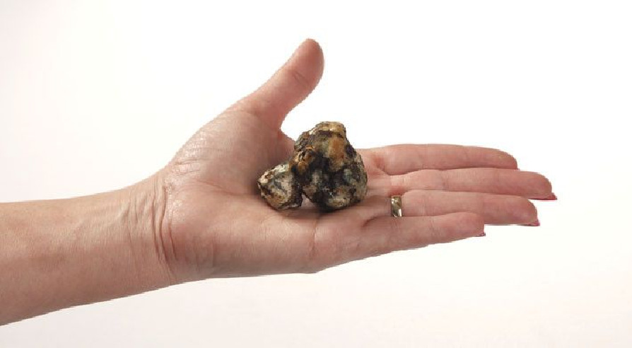 Trufas Mágicas - Psilocybe PANDORA - Mycotek Mycotek - 3