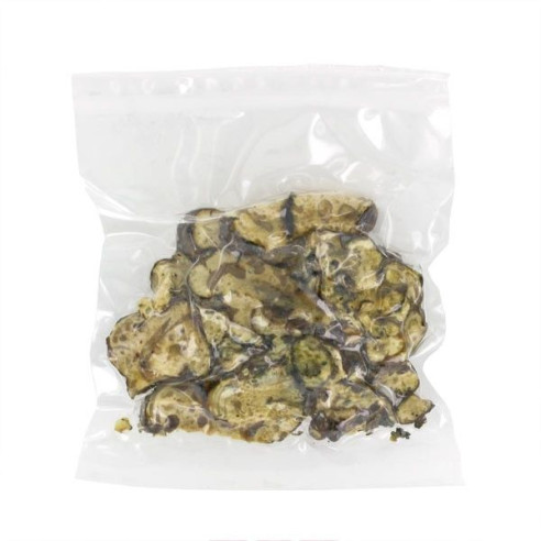 Champignon Magique - Psilocybe PANDORA - Mycotek Mycotek - 8