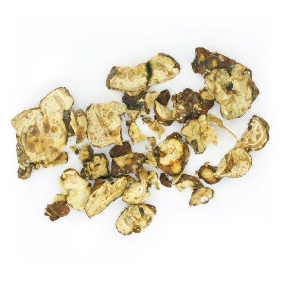 Champignon Magique - Psilocybe PANDORA - Mycotek Mycotek - 7