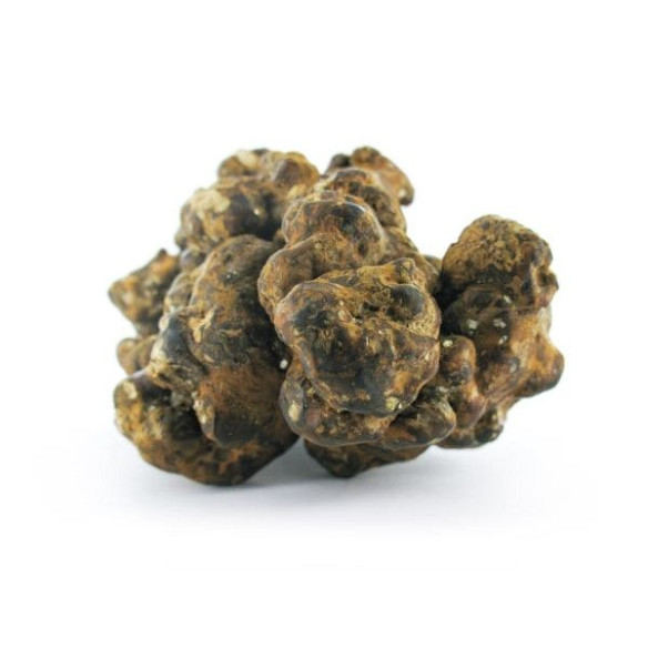 Champignon Magique - Psilocybe PANDORA - Mycotek Mycotek - 6