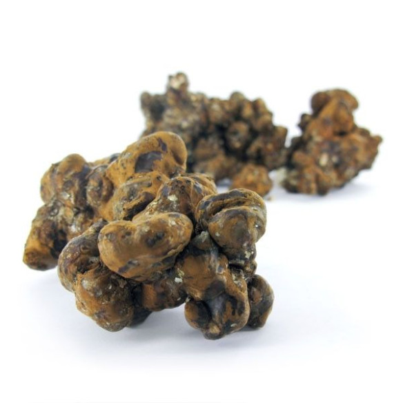 Champignon Magique - Psilocybe PANDORA - Mycotek Mycotek - 9