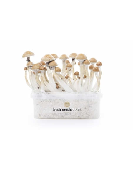 Fresh Mushrooms Growkit - CAMBODIAN