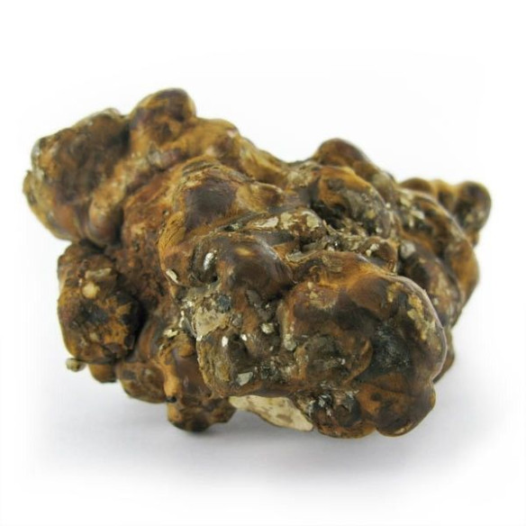 Funghi Allucinogeni - Psilocybe HOLLANDIA - Mycotek Mycotek - 3 Funghi Allucinogeni - Psilocybe HOLLANDIA - Mycotek Mycotek - 3