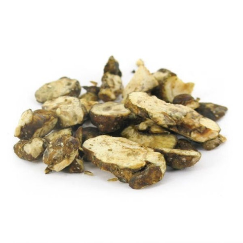 Funghi Allucinogeni - Psilocybe HOLLANDIA - Mycotek Mycotek - 4