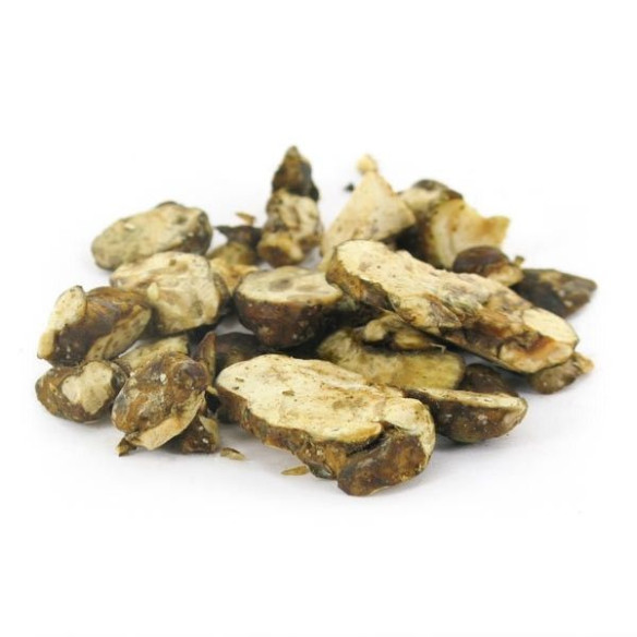 Magic Truffels - Psilocybe HOLLANDIA - Mycotek Mycotek - 6