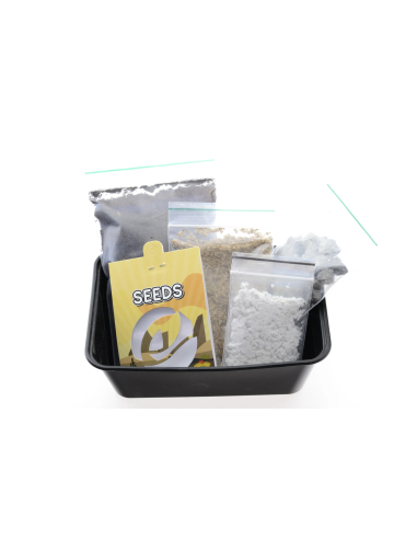 Peruvian torch - Trichocereus peruvianus - 20 seeds