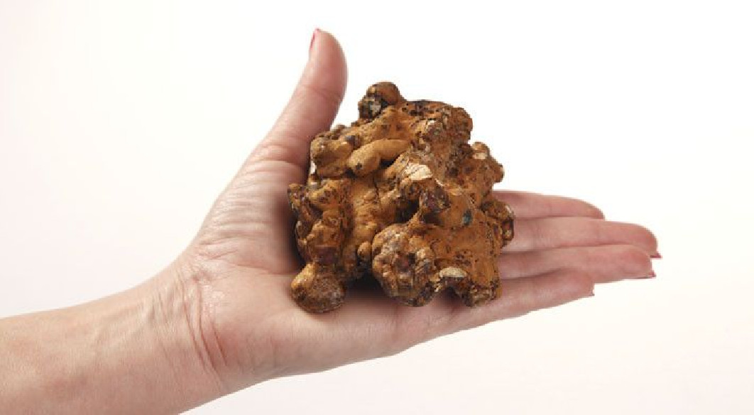 Magic Truffels - Psilocybe HOLLANDIA - Mycotek Mycotek - 9