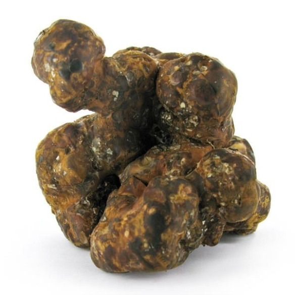 Funghi Allucinogeni - Psilocybe UTOPIA - Mycotek Mycotek - 3 Funghi Allucinogeni - Psilocybe UTOPIA - Mycotek Mycotek - 3