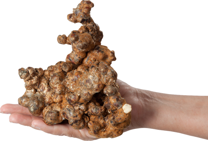 Magic Truffles - Psilocybe UTOPIA - Mycotek Mycotek - 4