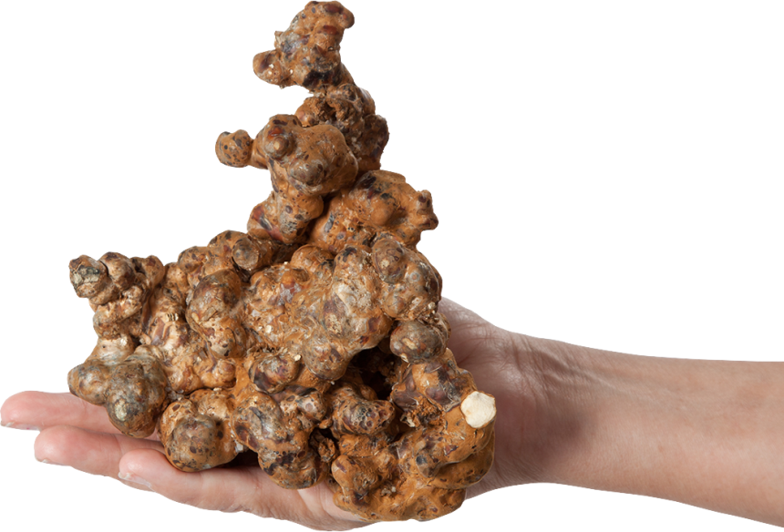 Zauberpilze - Psilocybe UTOPIA - Mycotek Mycotek - 4 Zauberpilze - Psilocybe UTOPIA - Mycotek Mycotek - 4