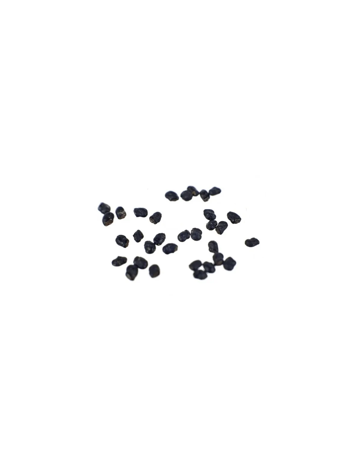 San Pedro - Trichocereus pachanoi - 20 seeds