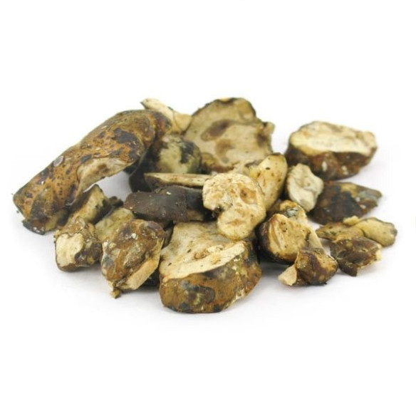 Zauberpilze - Psilocybe UTOPIA - Mycotek Mycotek - 6 Zauberpilze - Psilocybe UTOPIA - Mycotek Mycotek - 6