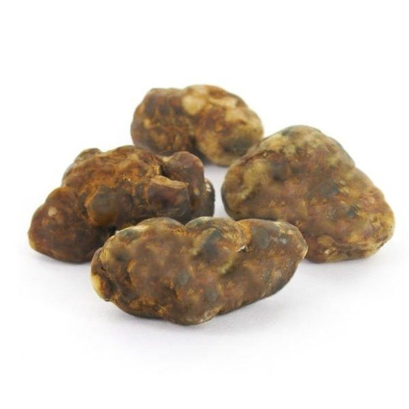 Funghi Allucinogeni - Psilocybe MYCOTROP - Mycotek Mycotek - 3 Funghi Allucinogeni - Psilocybe MYCOTROP - Mycotek Mycotek - 3
