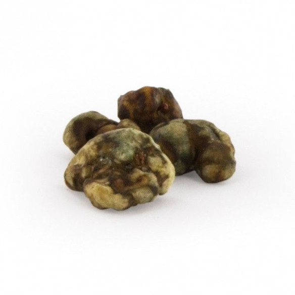 Funghi Allucinogeni - Psilocybe MYCOTROP - Mycotek Mycotek - 6