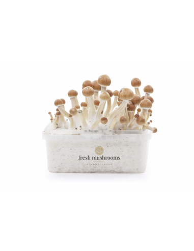 Fresh Mushrooms Growkit - COLOMBIAN