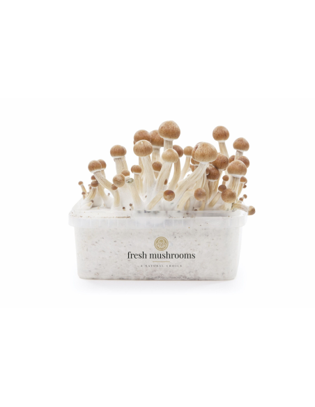 Fresh Mushrooms Growkit - COLOMBIAN