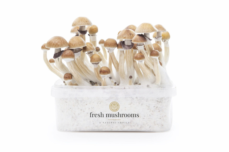 MCKENNAII - Magic Mushroom Growkit Fresh Mushrooms - 1 MCKENNAII - Magic Mushroom Growkit Fresh Mushrooms - 1