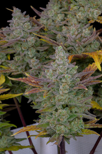 green gorilla royal cbd oil reviews green gorilla royal cbd oil reviews