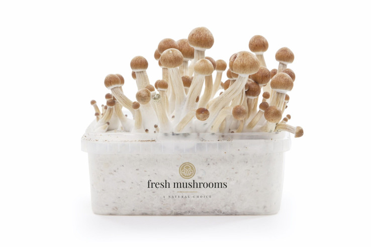 ECUADOR - Champignons Magiques Growkit Fresh Mushrooms - 1
